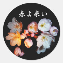 募金用 , Cherry blossoms , 桜 丸形シールステッカー