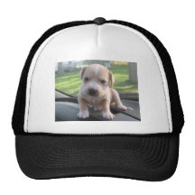 004 GORRA