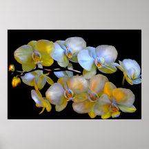 10 floraciones posters