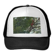 11 23 2008 077, cardenal septentrional de sexo mas gorros bordados