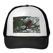 11 23 2008 124, cardenal septentrional de sexo mas gorras de camionero