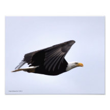 11X14 Eagle calvo en vuelo Impresion Fotografica