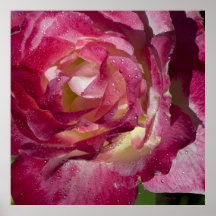 #12 color de rosa posters