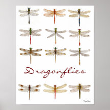 12 especies de la libélula posters