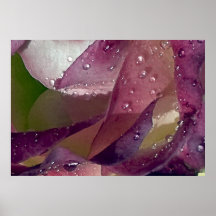 16 color de rosa posters