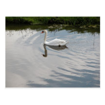 1 cisne postales