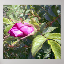 1 poster color de rosa salvaje rosado