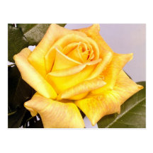 219 color de rosa elegantes postal