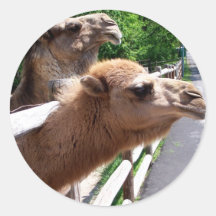 2 camellos etiquetas  