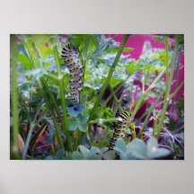 2 orugas de Swallowtail Poster
