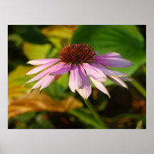 $34,95 Poster: Flor cerca de la oscuridad