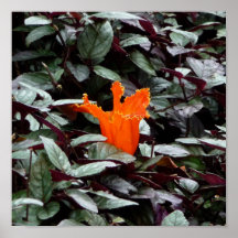 35x23orange posters