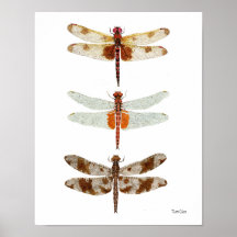 3 especies de la libélula poster
