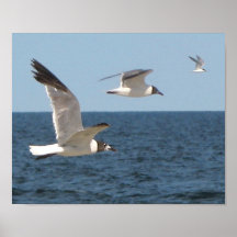 3 gaviotas en vuelo en el parque NJ de Asbury Posters