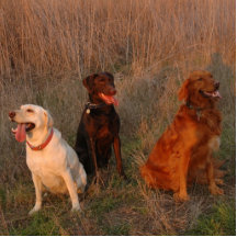 3 perritos locos en Shell Ridge Escultura Fotográfica