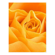 4 color de rosa postales