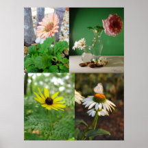 4 imágenes de la flor, impresión poster