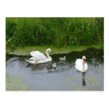4swan postal