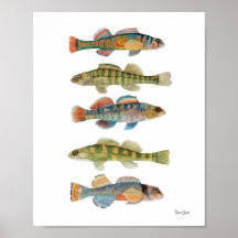 5 Darters de agua dulce Impresiones