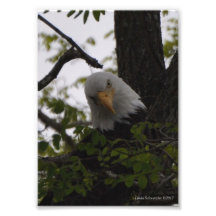 5X7 Eagle con una actitud Fotografias