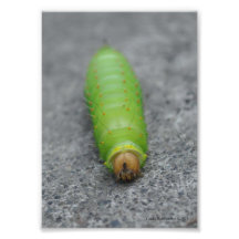 5X7 que sorprende Caterpillar - Antheraea Polyphem Cojinete
