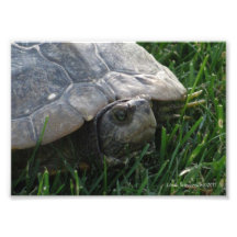 5X7 tortuga - sabio el viejo Impresion Fotografica