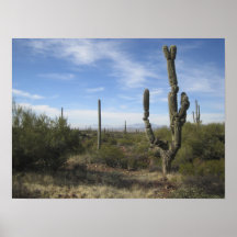 810_5293 - Cactus del Saguaro con crecimiento de l Impresiones