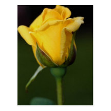 830 color de rosa elegantes tarjeta postal