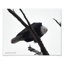 ¡8X10 Eagle calvo enojado en mí! Fotografías