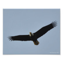 8X10 Eagle calvo que se eleva en el punto de Leadb Cojinete