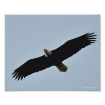 8X10 Eagle calvo que se eleva en Long Beach, WA Foto