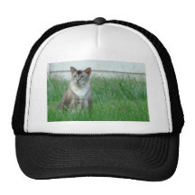 9 28 2008 008, gato gorra