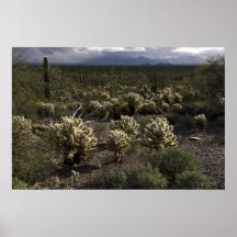 a8170 - Cholla y lluvia, monumento del tubo de órg Poster