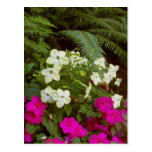 A.C. jardines 1 del verano Tarjeta Postal