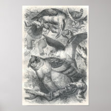 A.E. Brehm - cartera del búho Posters