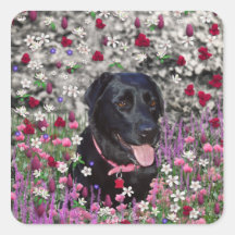 Abby en flores - perro negro del laboratorio colcomanias cuadradass