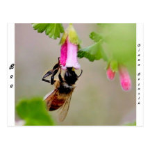 Abeja con la flor rosada tarjetas postales