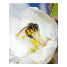 Abeja de Andrena Margandrena Krausiella Gusenleitn Impresión Fotográfica