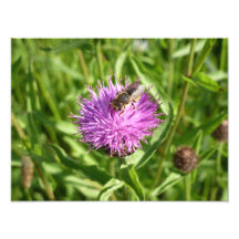 Abeja de la carda mechera de las lanas en poca cen impresion fotografica