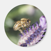 Abeja de la lavanda iman para frigorífico