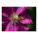 Abeja de la miel en la flor del Clematis Tarjetas