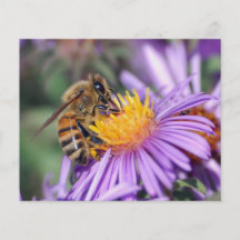Abeja de la miel en la flor rosada púrpura tarjeton