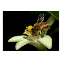Abeja de la miel en tarjeta del ATC del flor del l Plantilla De Tarjeta De Negocio