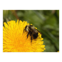 Abeja de trabajador linda impresion fotografica