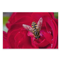 Abeja del En en rosa Cojinete