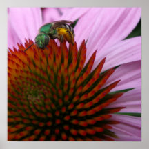 Abeja del sudor en Echinacea Poster