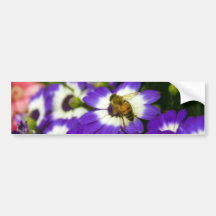 Abeja en cinerarias púrpuras etiqueta de parachoque
