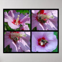 Abeja en el rosa de Sharon Posters