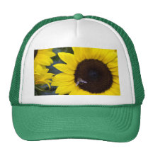 Abeja en gorra de béisbol del girasol