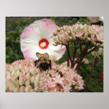 Abeja en la impresión del ~ de Sedum Poster